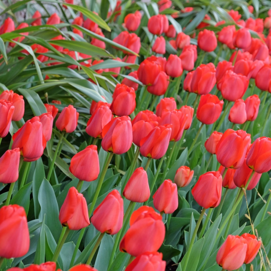 Tulip Bulbs - Apeldoorn